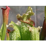 Sarracenia BIG DADDY (leucophylla x oreophylla) x leucophylla
