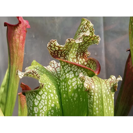 Sarracenia BIG DADDY (leucophylla x oreophylla) x leucophylla
