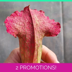Sarracenia x mitchellia..