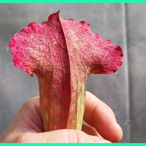 Sarracenia x mitchelliana BERND WEILBRENNER II