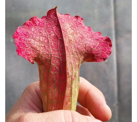 Sarracenia x mitchelliana BERND WEILBRENNER II