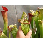 Sarracenia BIG DADDY (leucophylla x oreophylla) x leucophylla