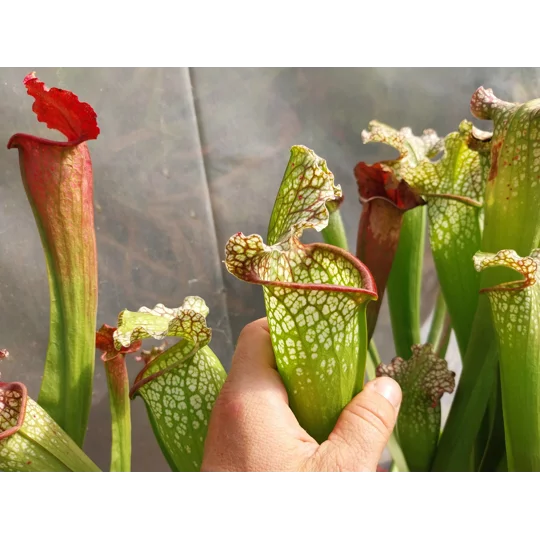 Sarracenia BIG DADDY (leucophylla x oreophylla) x leucophylla