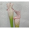 Sarracenia leucophylla L4 MS, ''Red tube'',  Splinter Hill, Alabama, ex. Peter Toufar