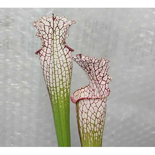 Sarracenia leucophylla L4 MS, ''Red tube'', Splinter Hill, Alabama, ex. Peter Toufar