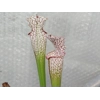 Sarracenia leucophylla L4 MS, ''Red tube'',  Splinter Hill, Alabama, ex. Peter Toufar