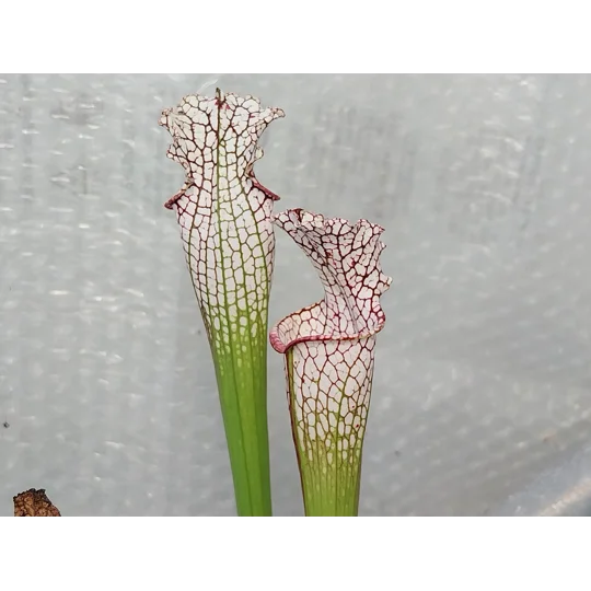 Sarracenia leucophylla L4 MS, ''Red tube'', Splinter Hill, Alabama, ex. Peter Toufar