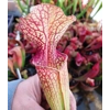 Sarracenia ALTAIR, leucophylla x oreophylla