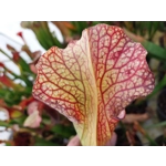 Sarracenia ALTAIR, leucophylla x oreophylla