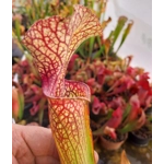 Sarracenia ALTAIR, leucophylla x oreophylla