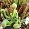 Darlingtonia californica HEATPROOF
