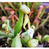 Darlingtonia californica HEATPROOF