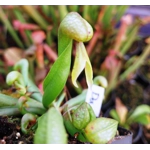 Darlingtonia californica HEATPROOF