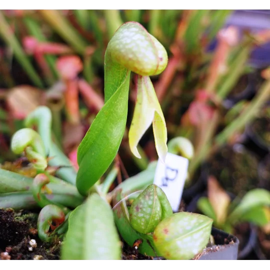 Darlingtonia californica HEATPROOF