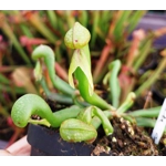 Darlingtonia californica HEATPROOF
