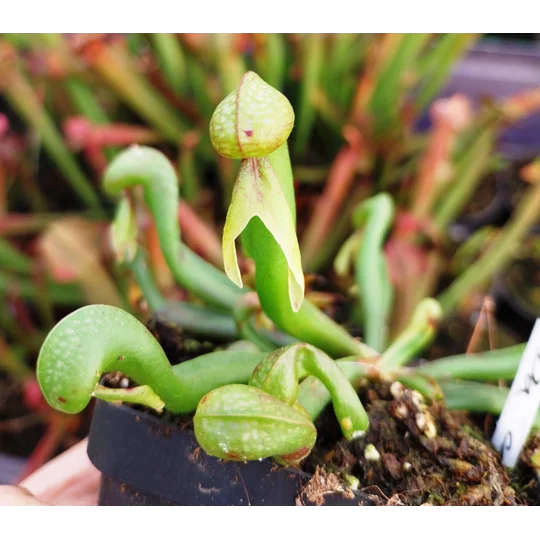 Darlingtonia californica HEATPROOF