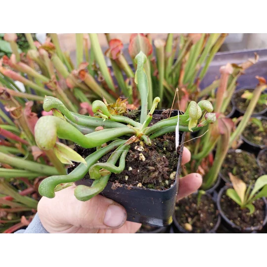 Darlingtonia californica HEATPROOF