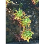 Drosera scorpioides, 10+ gemmae