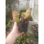 Sarracenia purpurea subsp. venosa