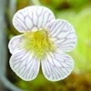 Pinguicula kondoi