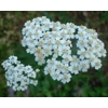 Achillea millefolium, 50 seeds
