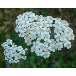 Achillea millefolium, 50 seeds