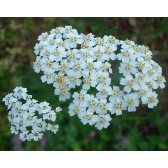 Achillea millefolium, 50 seeds