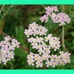 Achillea millefolium, 50 seeds