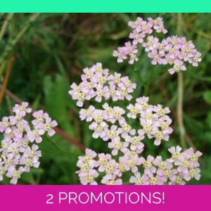 Achillea millefolium, 50 seeds