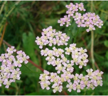 Achillea millefolium, 50 seeds