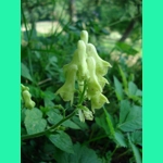 Aconitum lycoctonum subsp. vulparia, 30 seeds