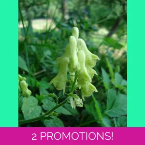 Aconitum lycoctonum subsp. v..