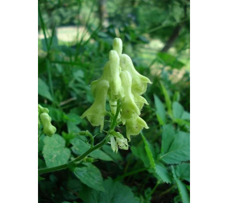 Aconitum lycoctonum subsp. vulparia, 30 seeds