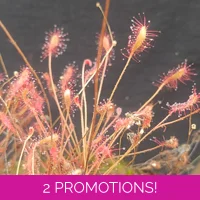Drosera affinis, 30 seeds