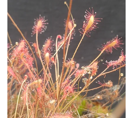 Drosera affinis, 30 seeds