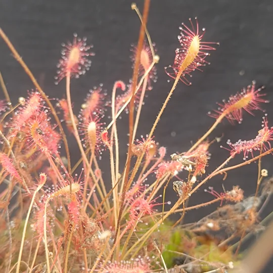 Drosera affinis, 30 seeds