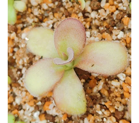 Pinguicula agnata Red Leaf