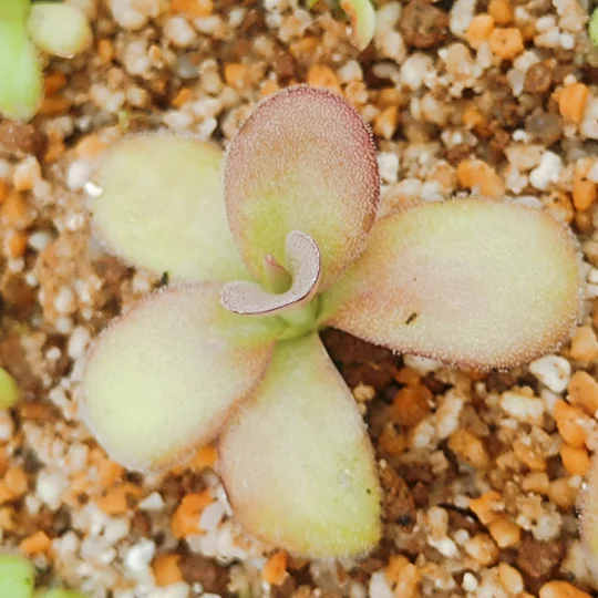 Pinguicula agnata Red Leaf