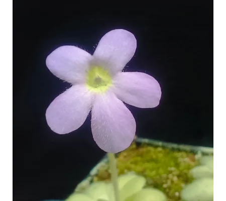 Pinguicula agnata x cyclosecta