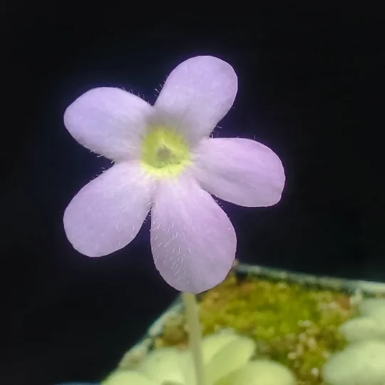 Pinguicula agnata x cyclosecta