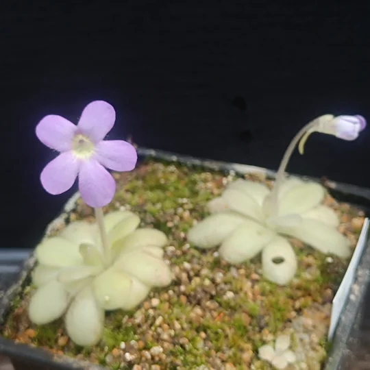 Pinguicula agnata x cyclosecta