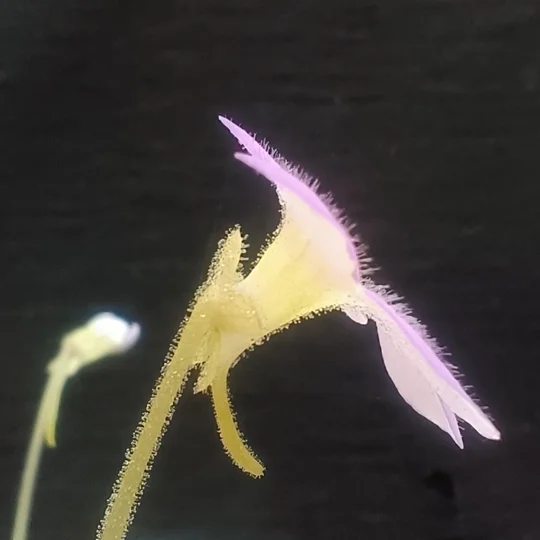 Pinguicula agnata x cyclosecta