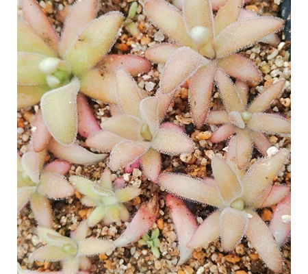 Pinguicula agnata x gypsicola (P. x agnicola)