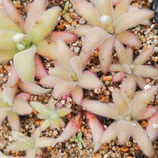 Pinguicula agnata x gypsicola (P. x agnicola)