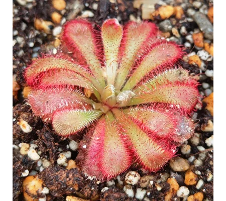 Drosera aliciae
