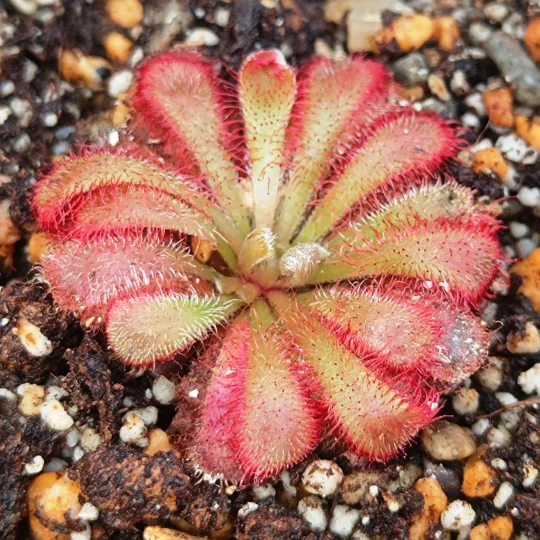 Drosera aliciae