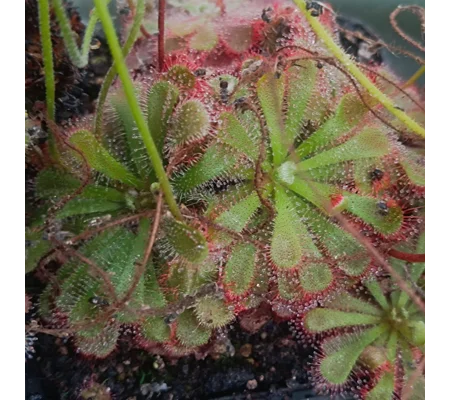 Drosera aliciae, 30 seeds
