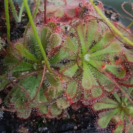 Drosera aliciae, 30 seeds