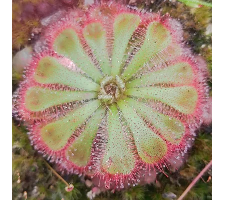 Drosera aliciae Silvermine, SA, 30 seeds