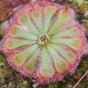 Drosera (Sundew)